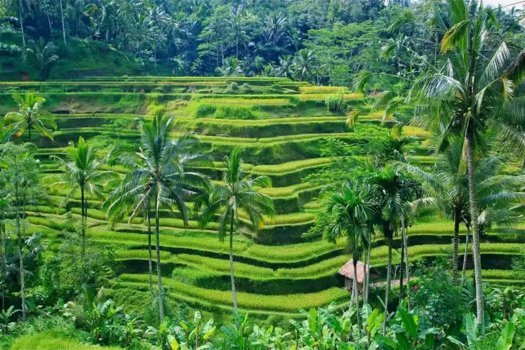 Ubud