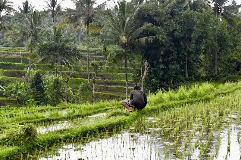 bali munduk