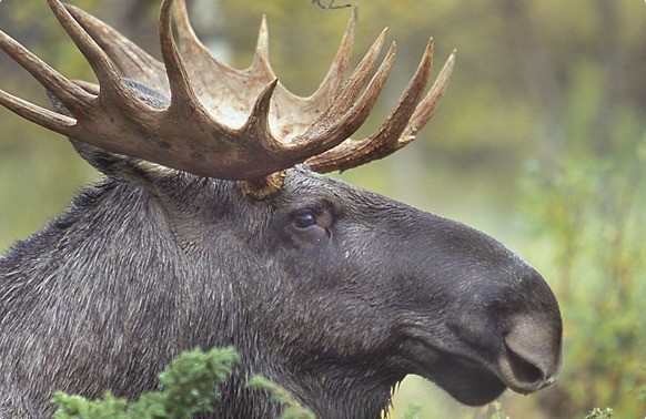 Schwedische Natur bei einer geführten Safari außerhalb Stockholms