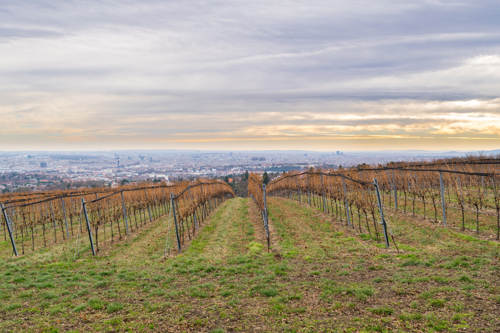 Blick vom Kahlenberg über die Weinberge in Wien