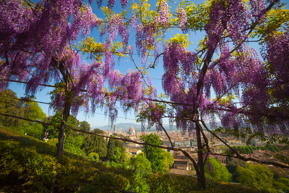 Blühender Blauregen im Bardini-Garten in Florenz