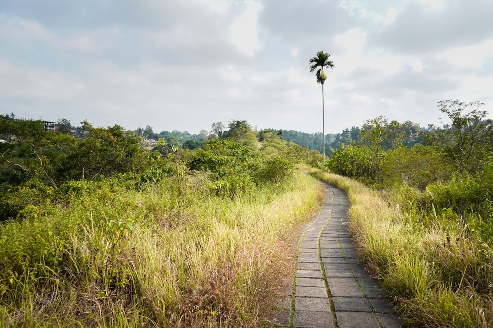 Campuhan Ridge Walk bei Ubud in der Morgensonne