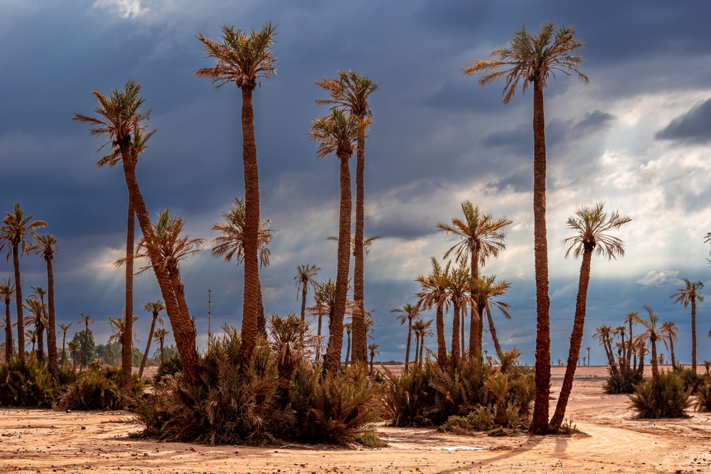 Der Palmenhain Palmeraie außerhalb von Marrakesch