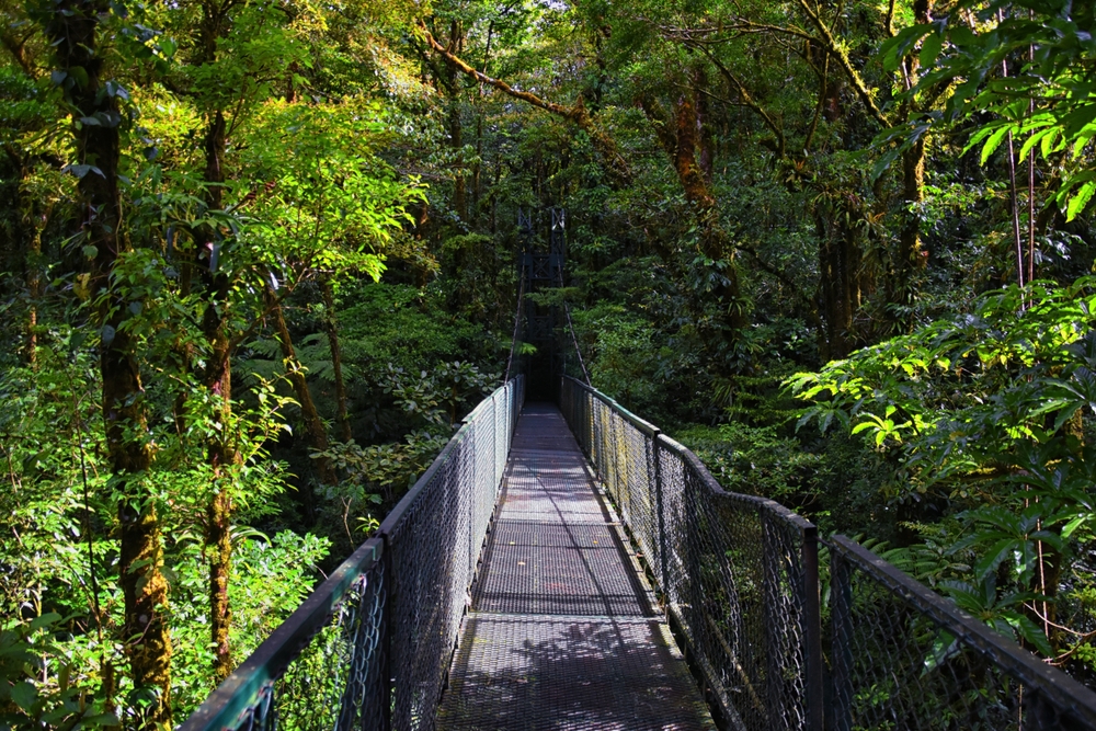 Hängebrücke zwischen den Baumkronen im Nebelwald von Monteverde