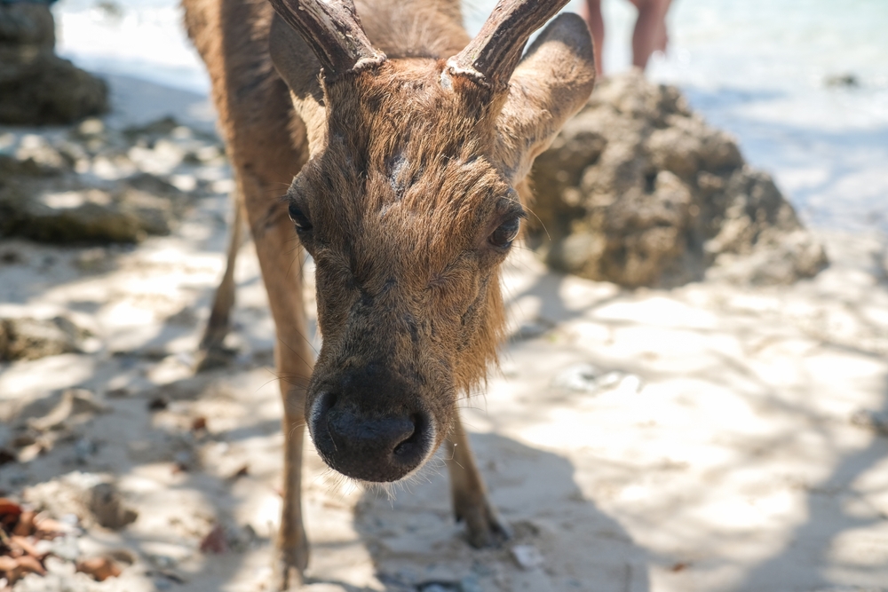 Hirsch am Strand auf der Insel Menjangan