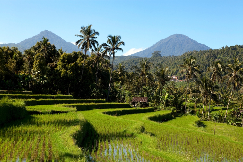Reisterrassen von Jatiluwih auf Bali
