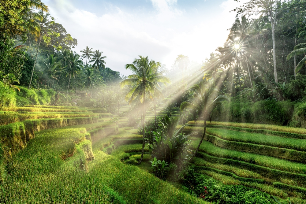 Die Reisterrassen von Tegalalang bei Ubud auf Bali