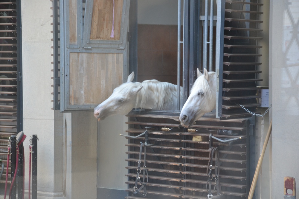 Zwei weiße Lipizzaner an den Stallfenstern der Spanischen Hofreitschule in Wien