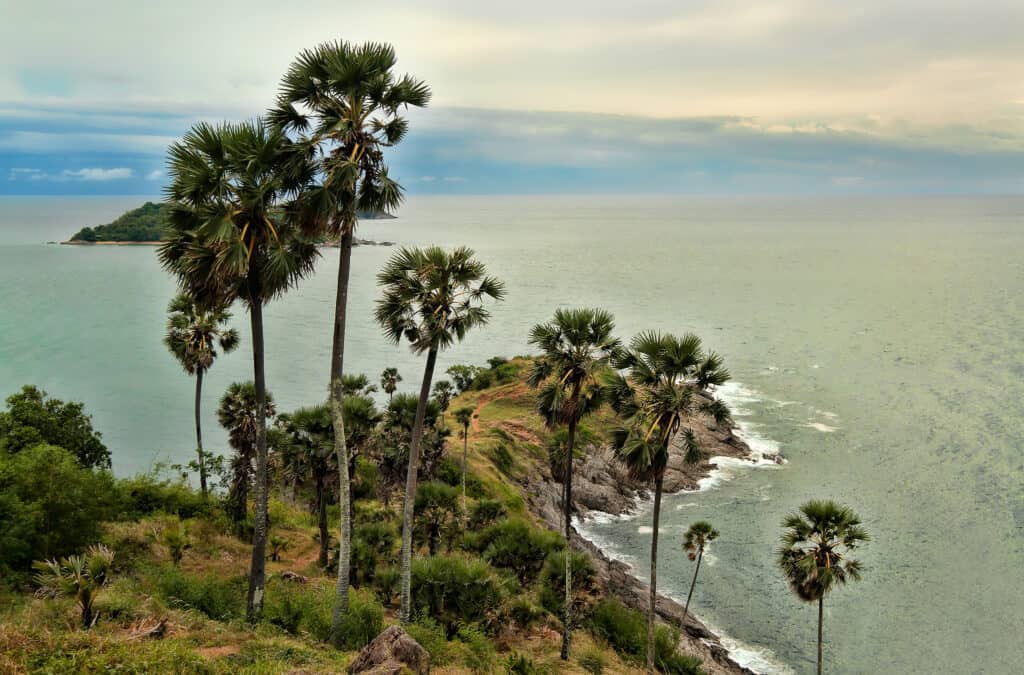 Blick auf die Küste von Phuket mit Palmen