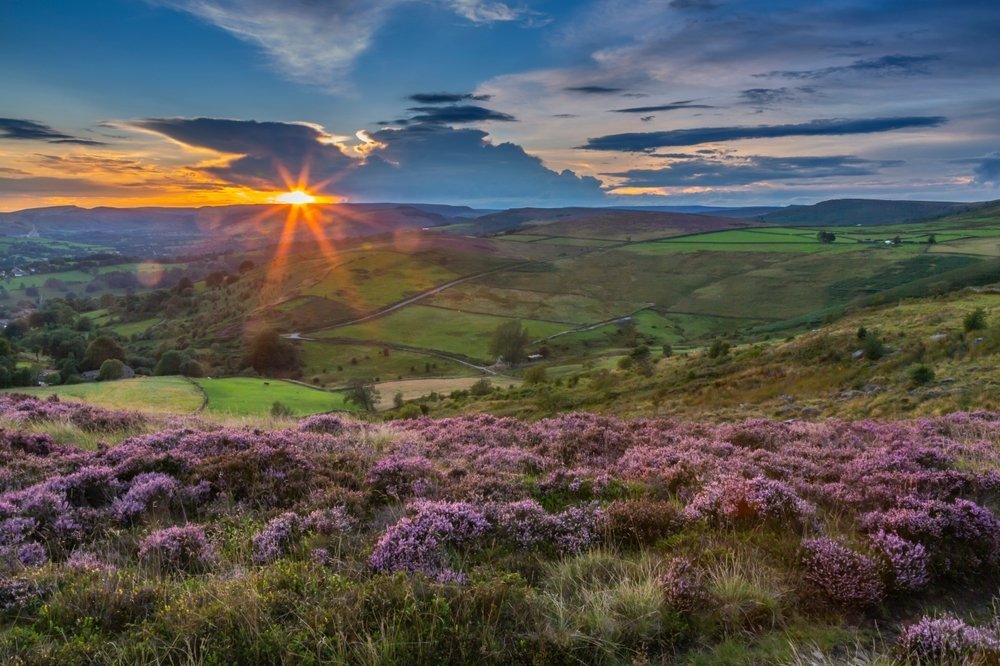 Blühendes Heidekraut auf Stanage Edge mit Blick über das Hope Valley bei Hathersage