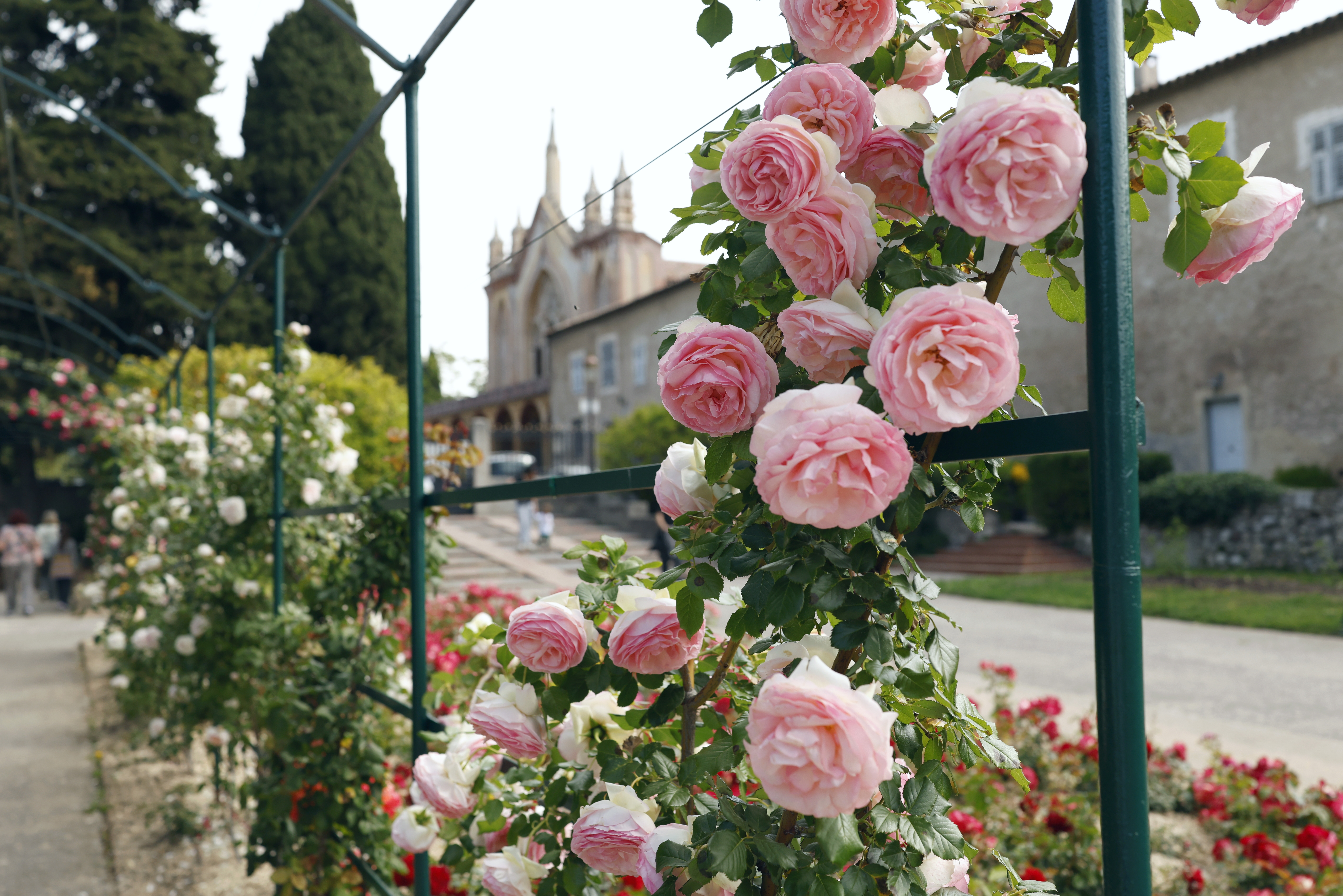 Rosen und die Klostergebäude in Cimiez in Nizza