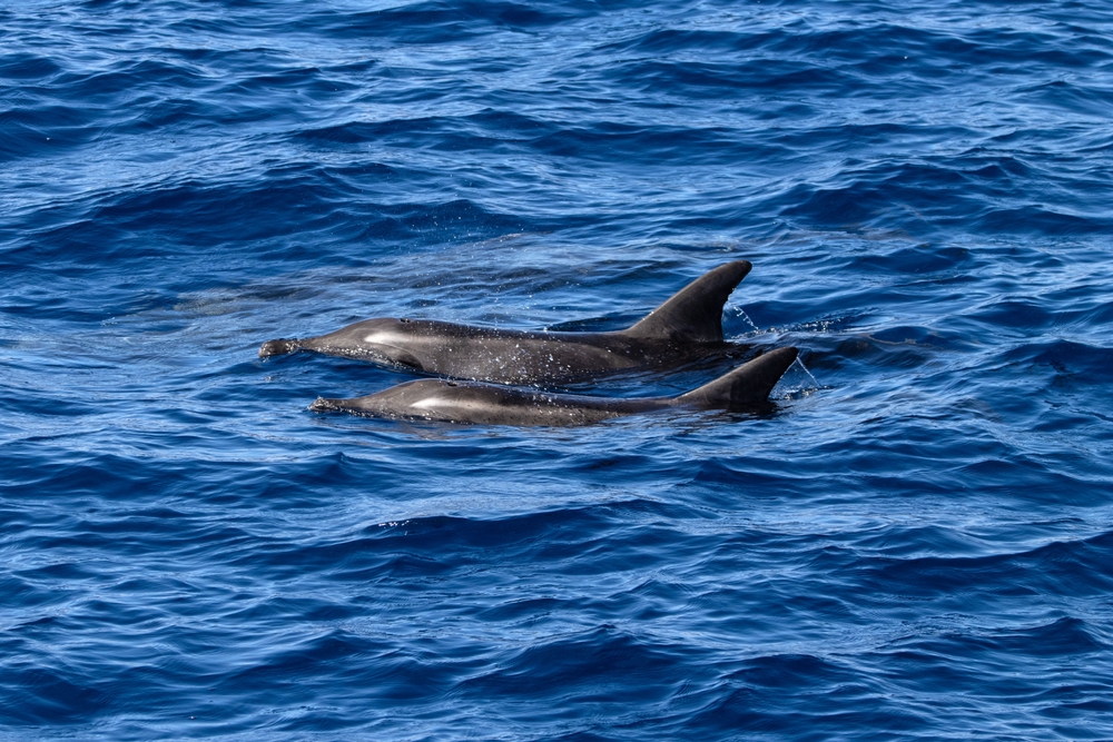 Zwei Delfine im Atlantik vor Gran Canaria