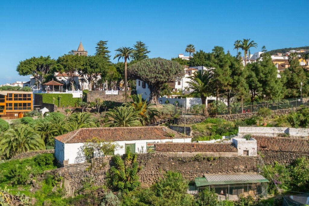 Der Drachenbaum Drago Milenario in Icod de los Vinos mit dem Teide dahinter