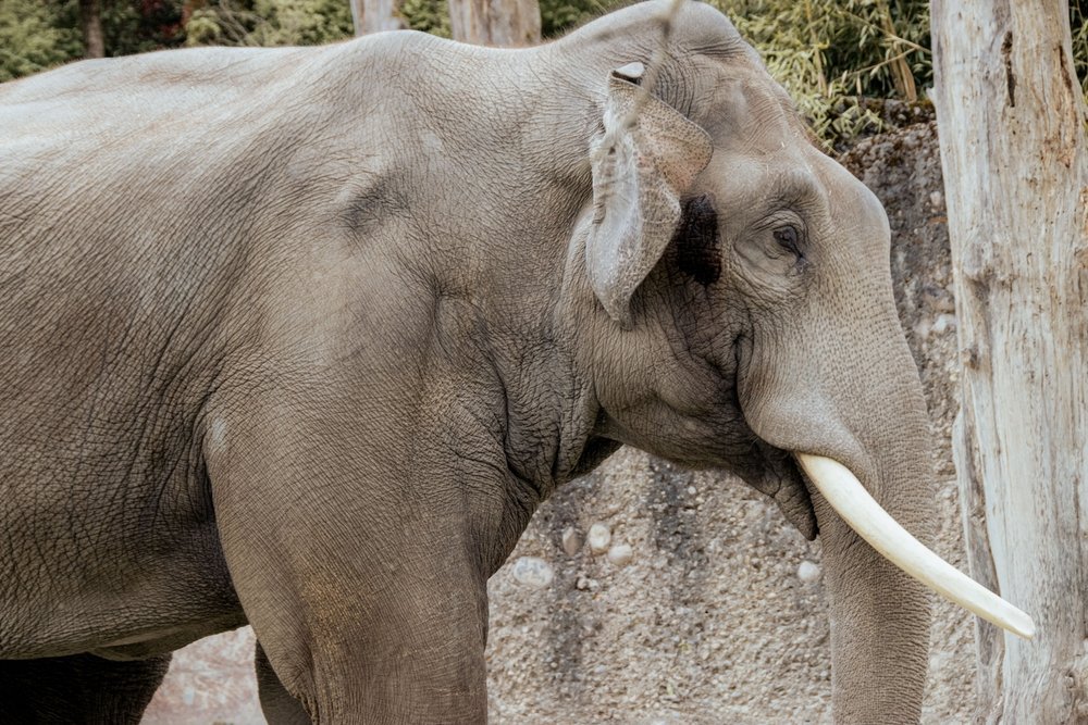 Elefant im Kaeng Krachan Elefantenpark im Zoo Zürich
