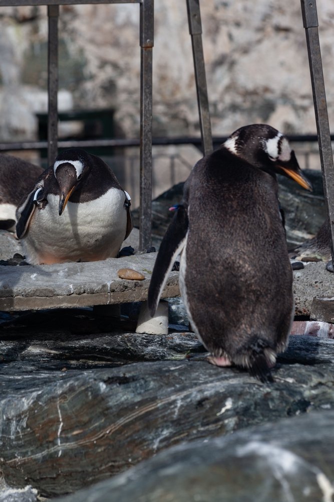 Eselspinguine im Aquarium in Bergen