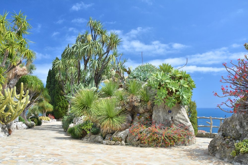Kakteen im Jardin Exotique mit Blick über Monaco