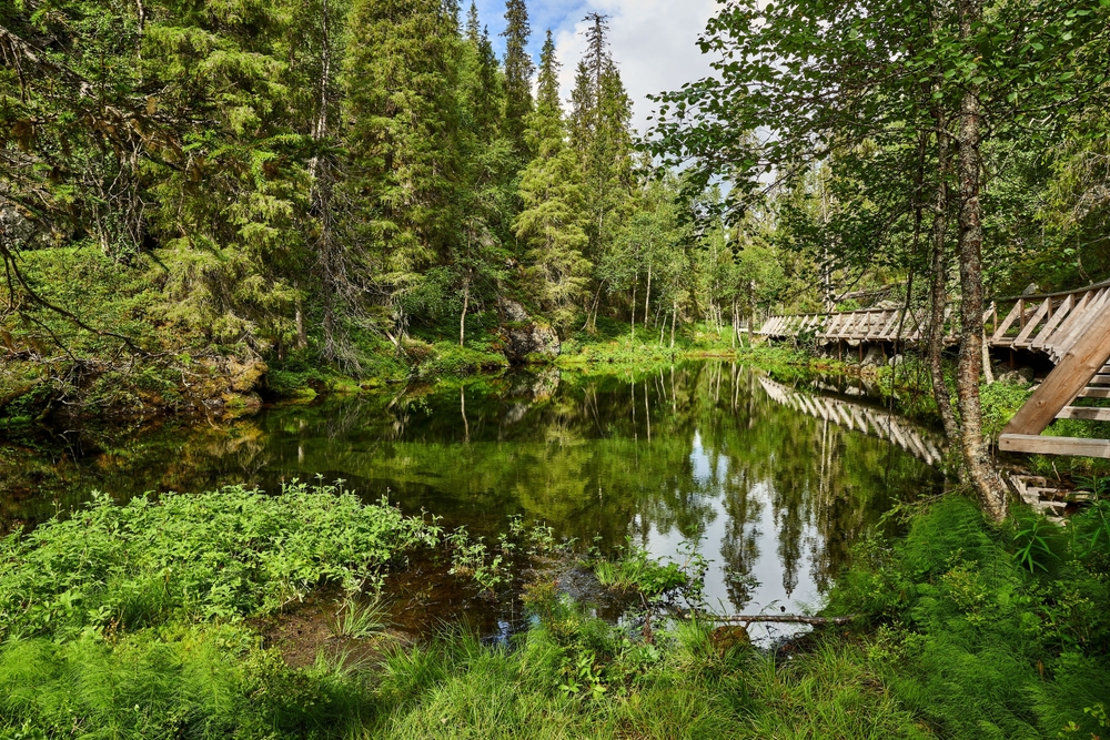 Die Natur im Nationalpark Pyhä-Luosto bei Luosto in Lappland