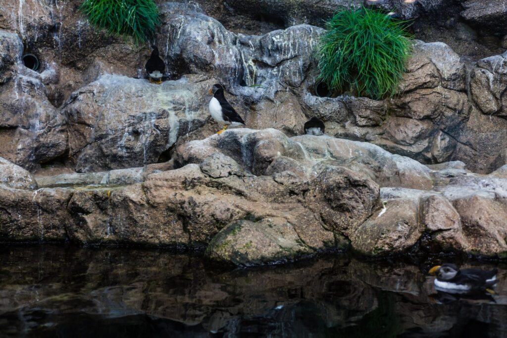 Pinguine im Loro Parque auf Teneriffa