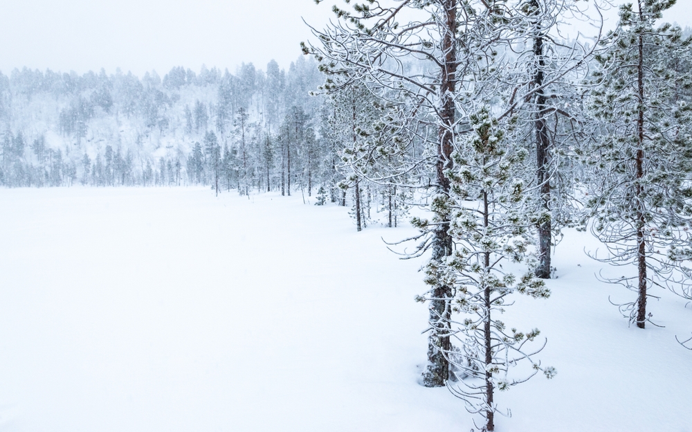 Verschneite Bäume am See Inarijärvi bei Inari im Winter