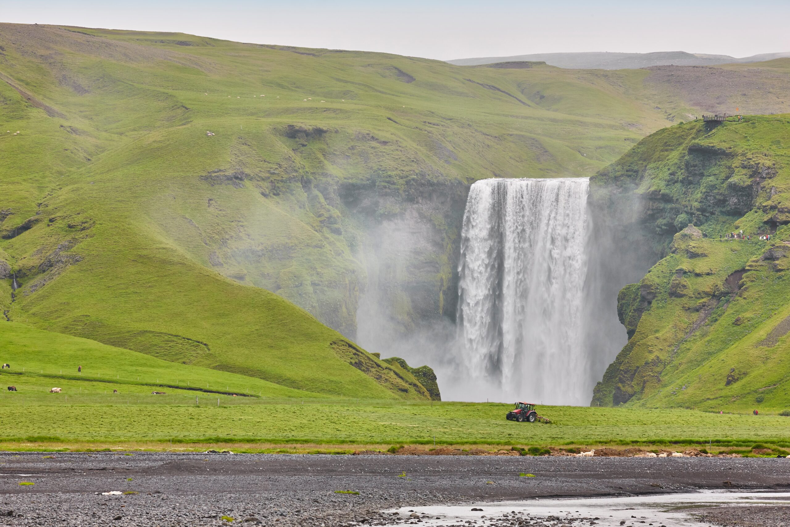 Der Skógafoss umgeben von grünem Gras