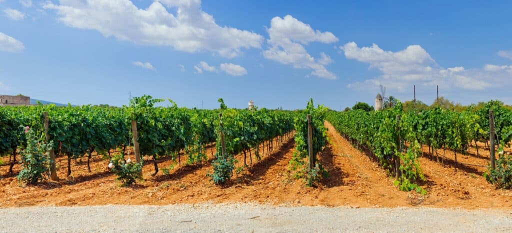 Wein auf Mallorca